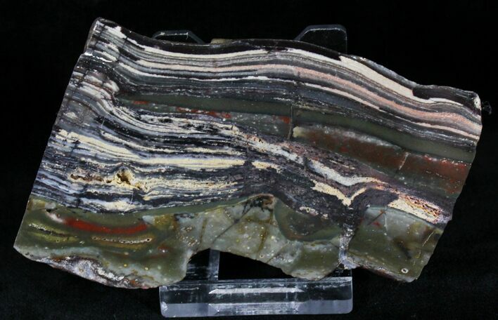 Stromatolite Slice - Pilbara, Australia ( Billion Years) #22488